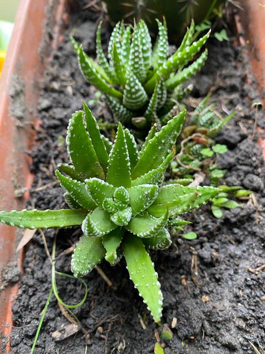 Хавортія (Haworthia pentagona "West jogoo", Hawortia fasciata "Zebra")