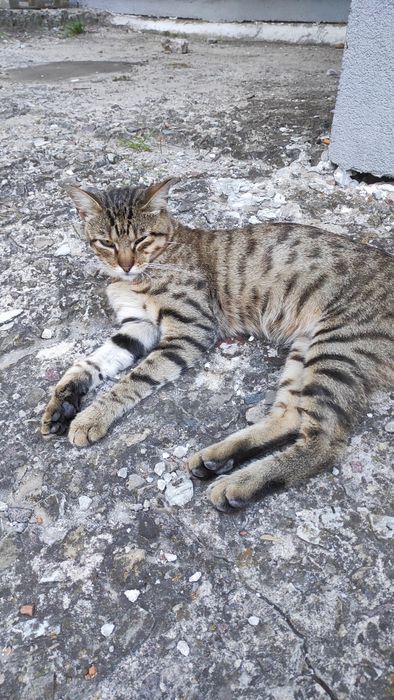 Чудовий котик шукає свій дім! Не дайте загинути дитині!