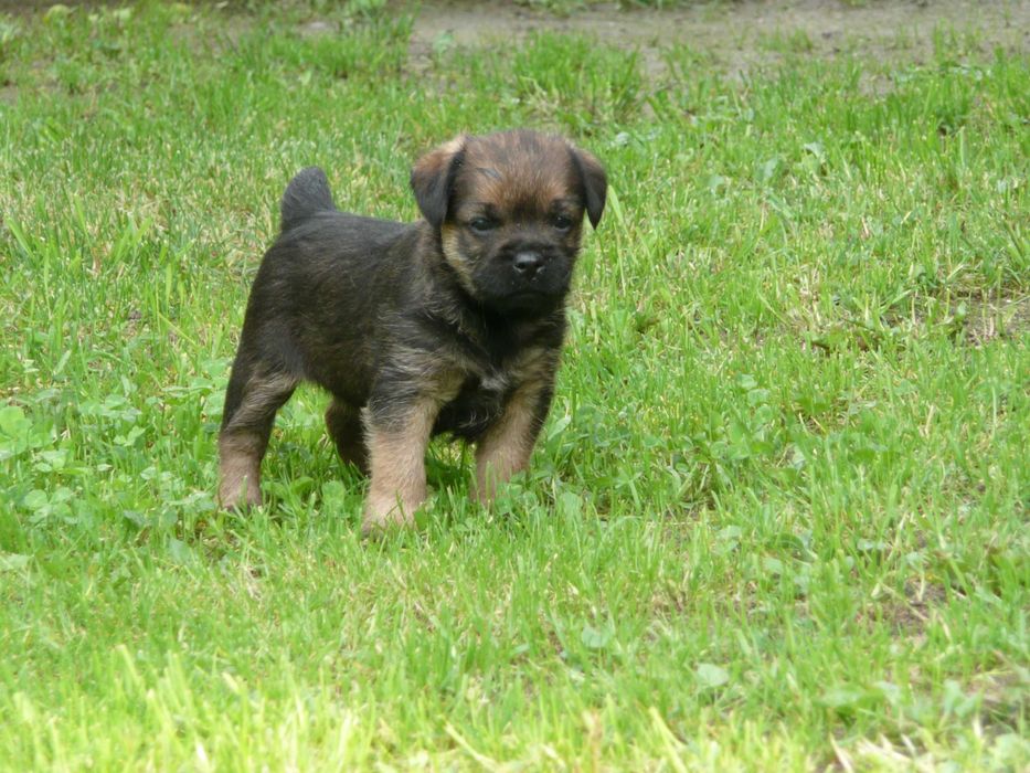 Border Terrier - rodowodowa suczka (FCI)