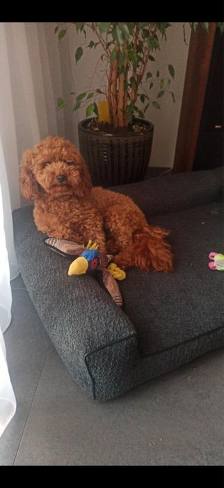 Maltipoo maltańczyk pudel