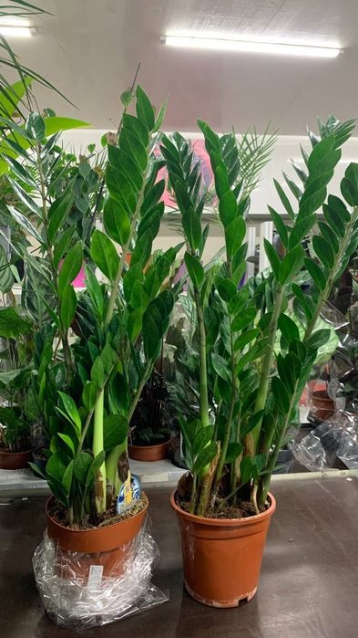 Заміокулькас  Долларове дерево