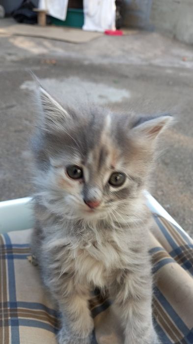 Отдам котят в хорошие руки
