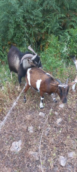 Casal cabras anãs