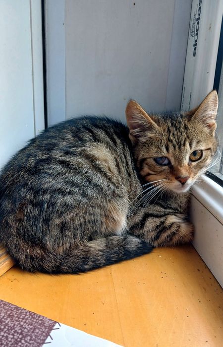 Маленькая полосатая котёнок девочка ищет дом! Котята в хорошие руки!
