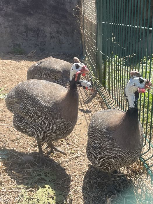 Galinhas de angola