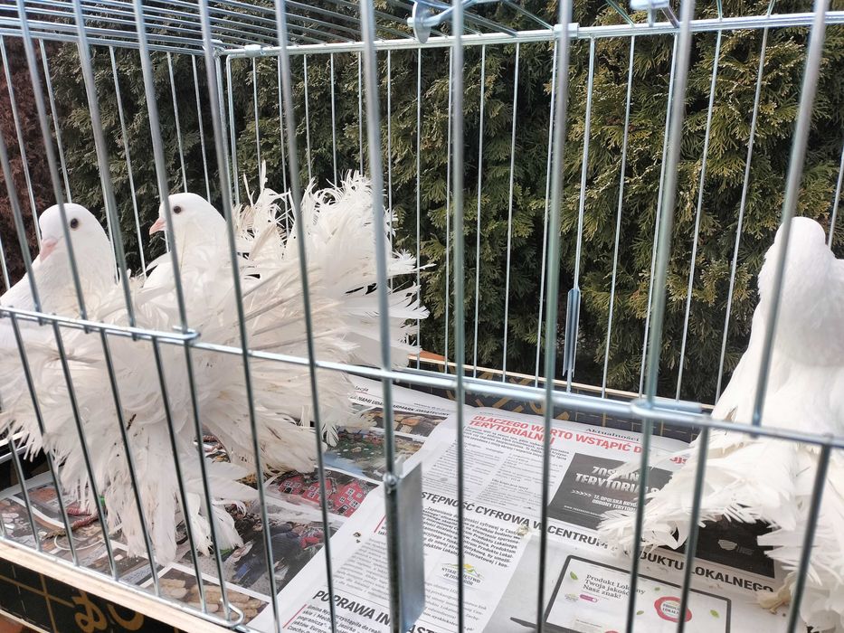 Pawiki Samce, Samice- białe