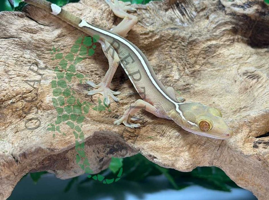 Gekon paskowy Gekon czekoladowy nie orzęsiony Tczew