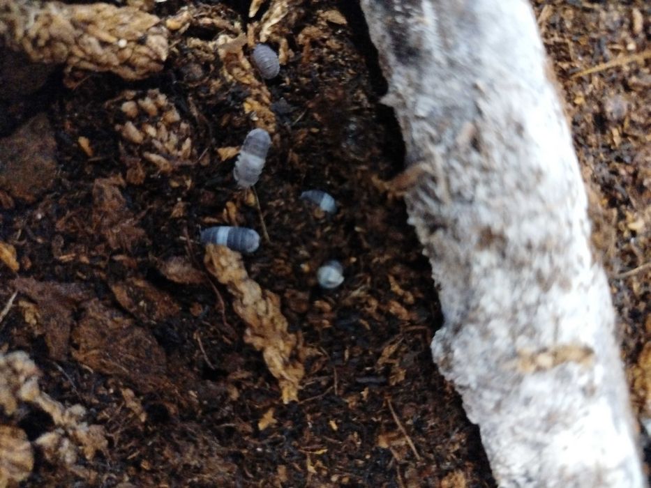 Cubaris Panda prosionki 15 sztuk