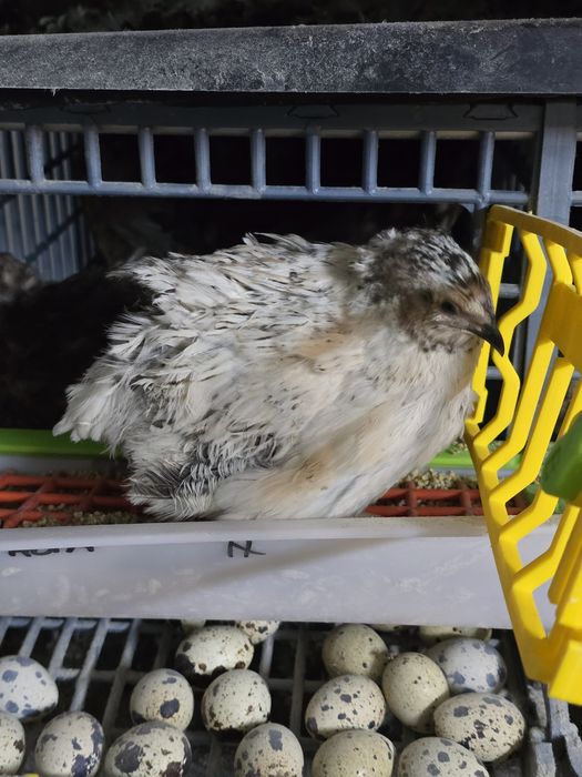 Jaja lęgowe przepiórka JUMBO mix hybrydy kolorowe brojlery mięsne jajo