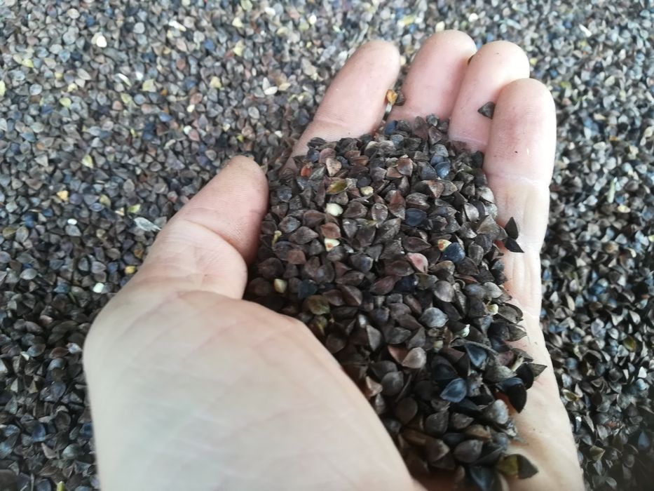 Gryka na siew lub poplon