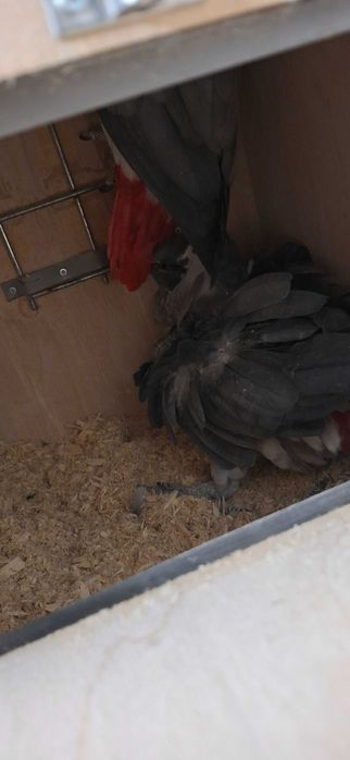 Casal de Papagaios cinzentos de rabo vermelho