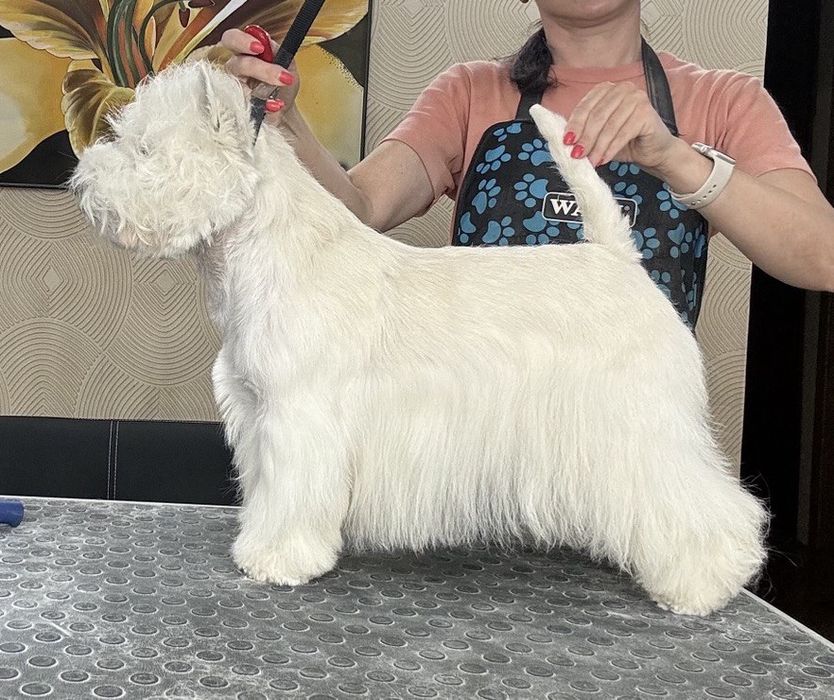 Вест хайленд уайт терьер