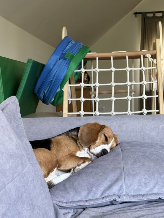 Oddam psa, beagel