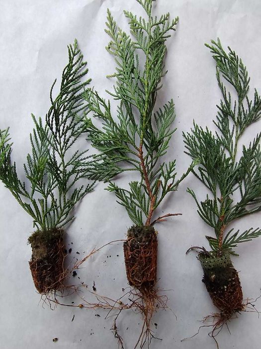 Cupressus leylandii para venda em placas múltiplas 20-35cm