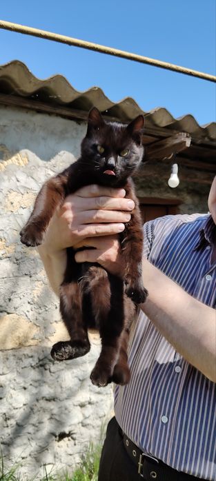 Котята мальчики бесплатно