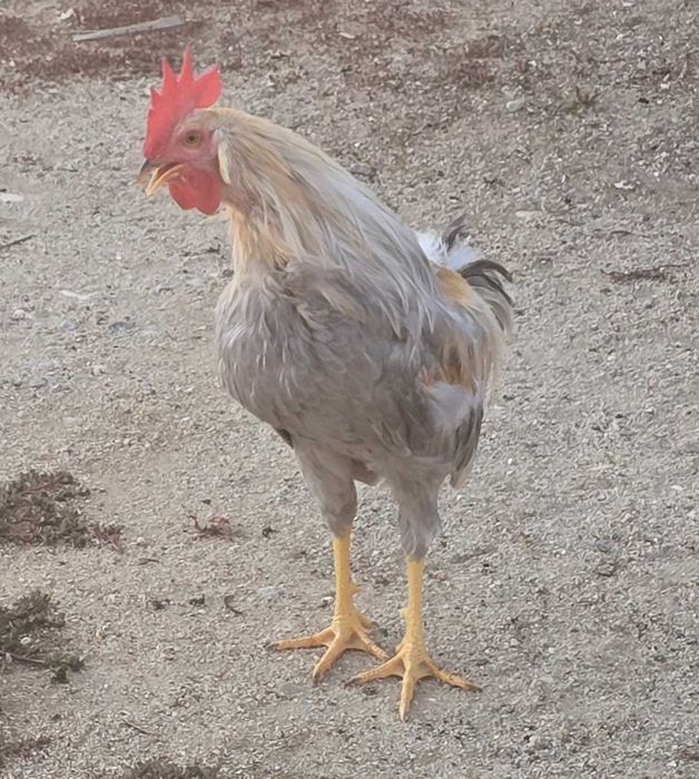 Frangos cream legbar e leghorn