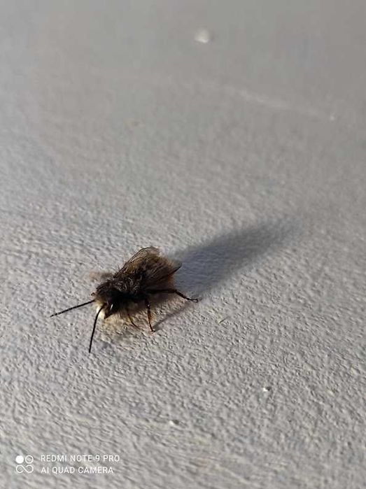 КОКОНИруфиКОРНУТИ осмії  опт від 1000 шт