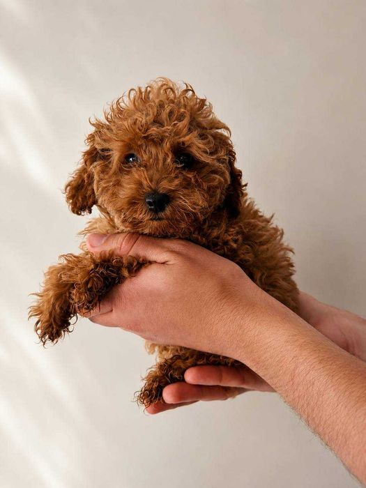 (!) Caniche Toy Mini Menino Disponível