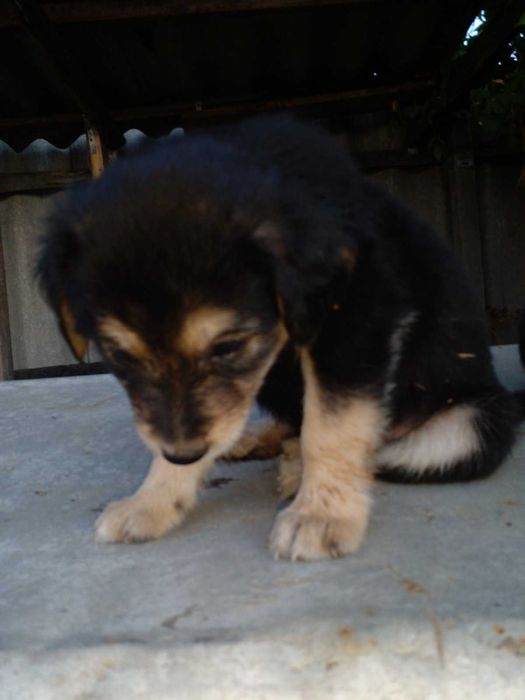 Цуценята в добрі руки