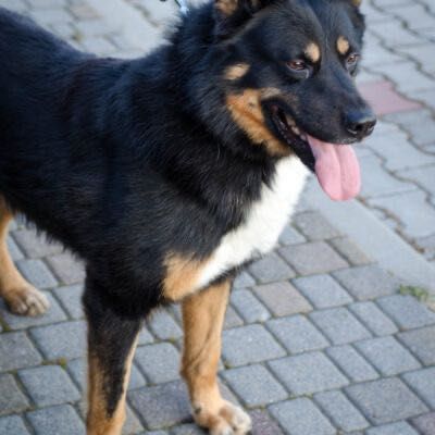 Lukas szuka kochającego domu