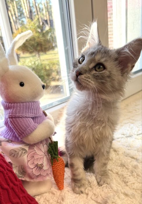 Мейн Кун - весняний подарунок