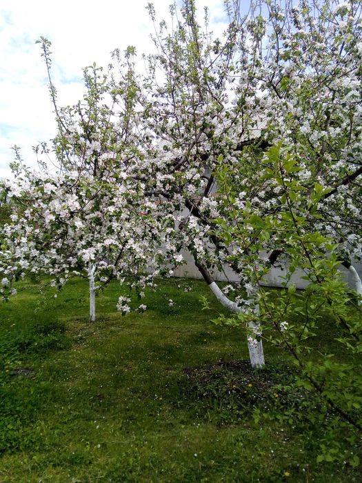 Дом в оренду. Автономное отопление и електроэнергия, от Киева 5км.