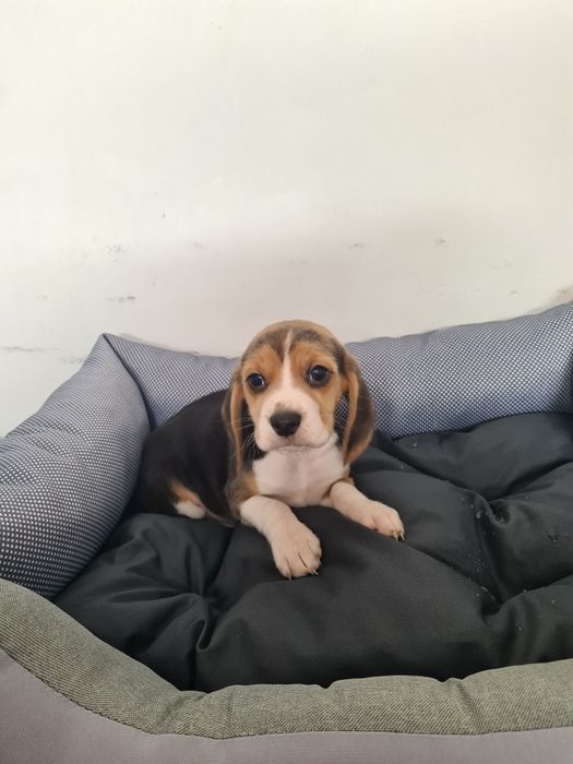 Beagle trikolor szczeniak