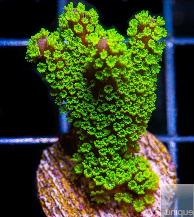 Montipora Star Wars koralowce