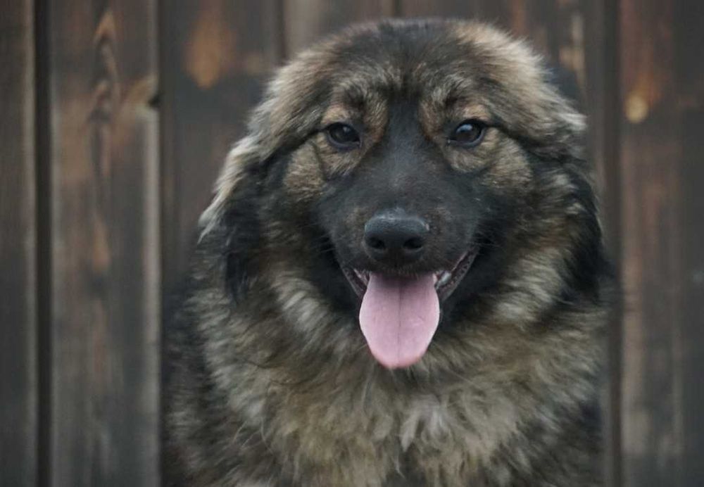 GONG - piękny, wesoły pies czeka na dom