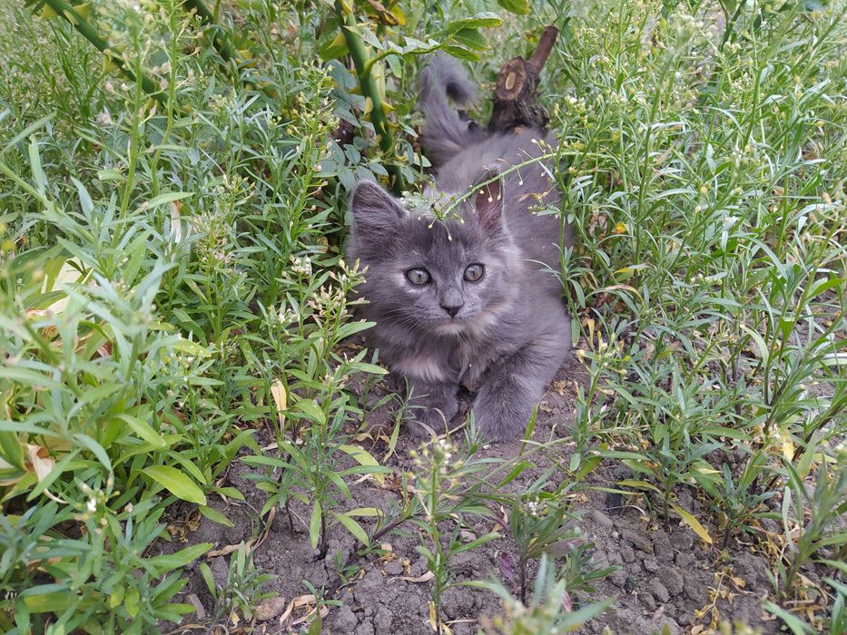 Віддам котенят у добрі руки