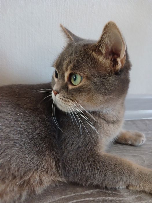 Британка Лилу 3 года