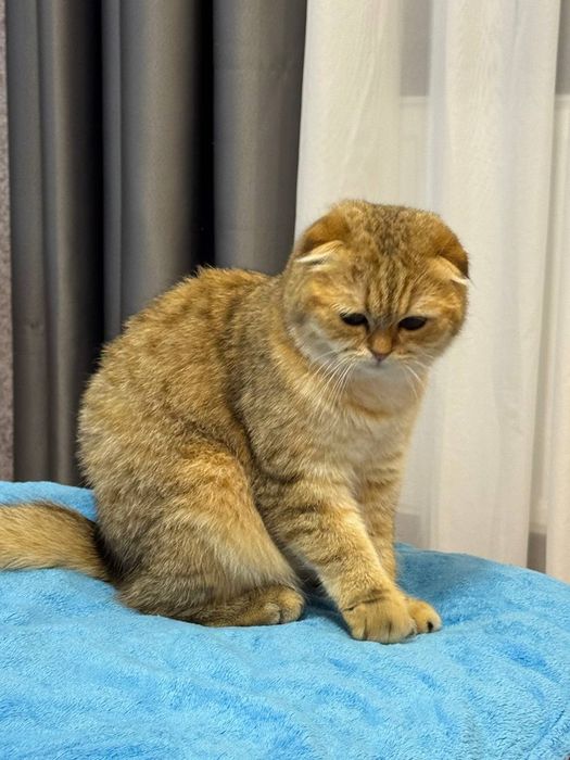 Чудова киця ,чудо у Вашій родині