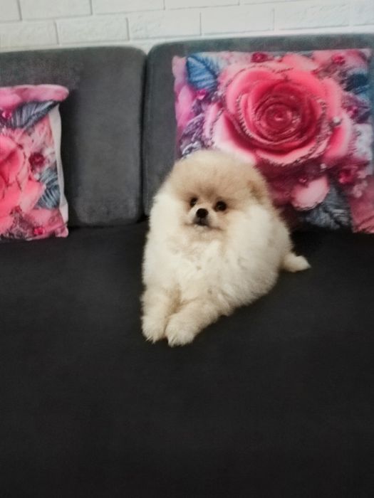 Pomeranian   piesek typ misia