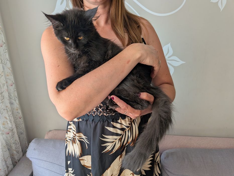Gracja z de Sueno*PL kotka Czarna dymna Maine Coon FPL