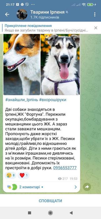 собачки шукають будинок