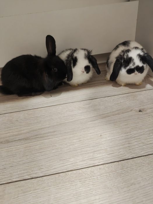Króliczki miniaturki