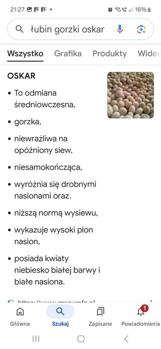 Łubin słodki łubin