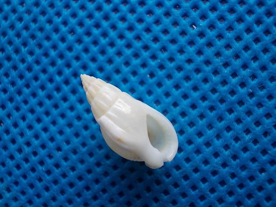 Muszle morskie- Nassarius unifasciata