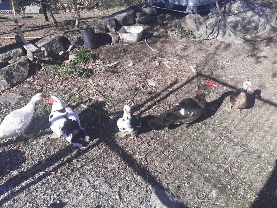 Patos mudos  adultos