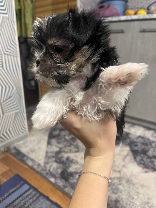 Продається собака міні йорк