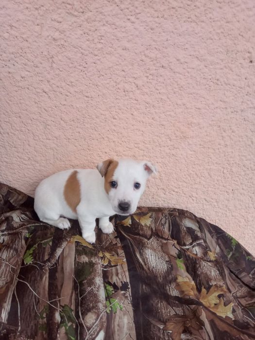 Продається чистокровна дівчинка Джек Рассел Тер'єр