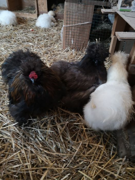 Jaja legowe Silka. Promocja