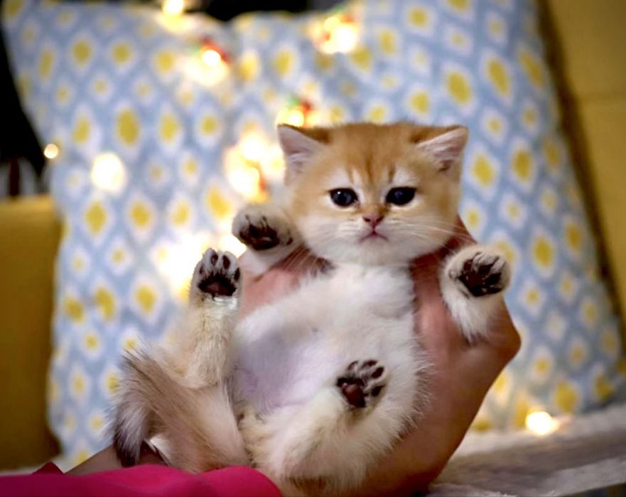 Золота шиншала кошенята! BRI ny12 (дівчинка)