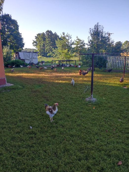 Sprzedam perliki perliczek niema kaczkę dwa kaczory koguty mieszane