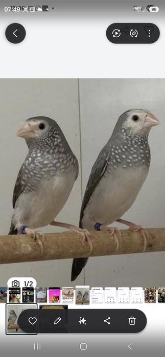 Diamante estrela azul
