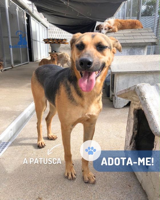 Patusca cadela jovem porte medio