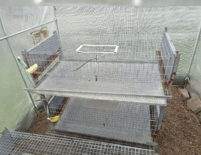 Klatka dla przepiórek | Piętrowa | Wyposażona | 103x103x63 cm