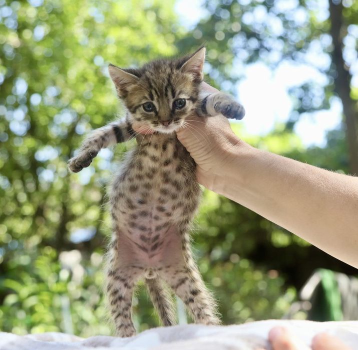 Зовсім крихітні кошенята шукають родини