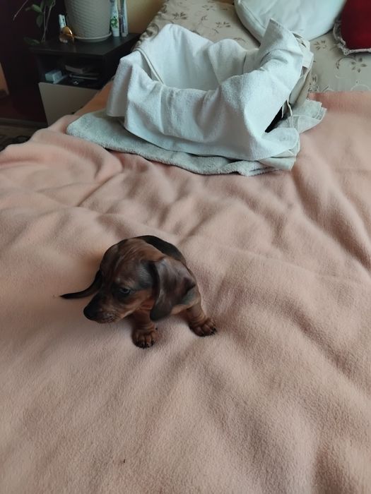 Міні таксочка з цікавим окрасом