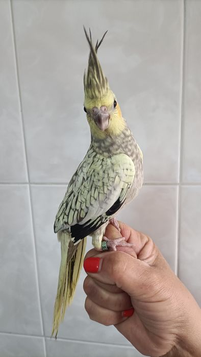 Caturras criadas à mão
